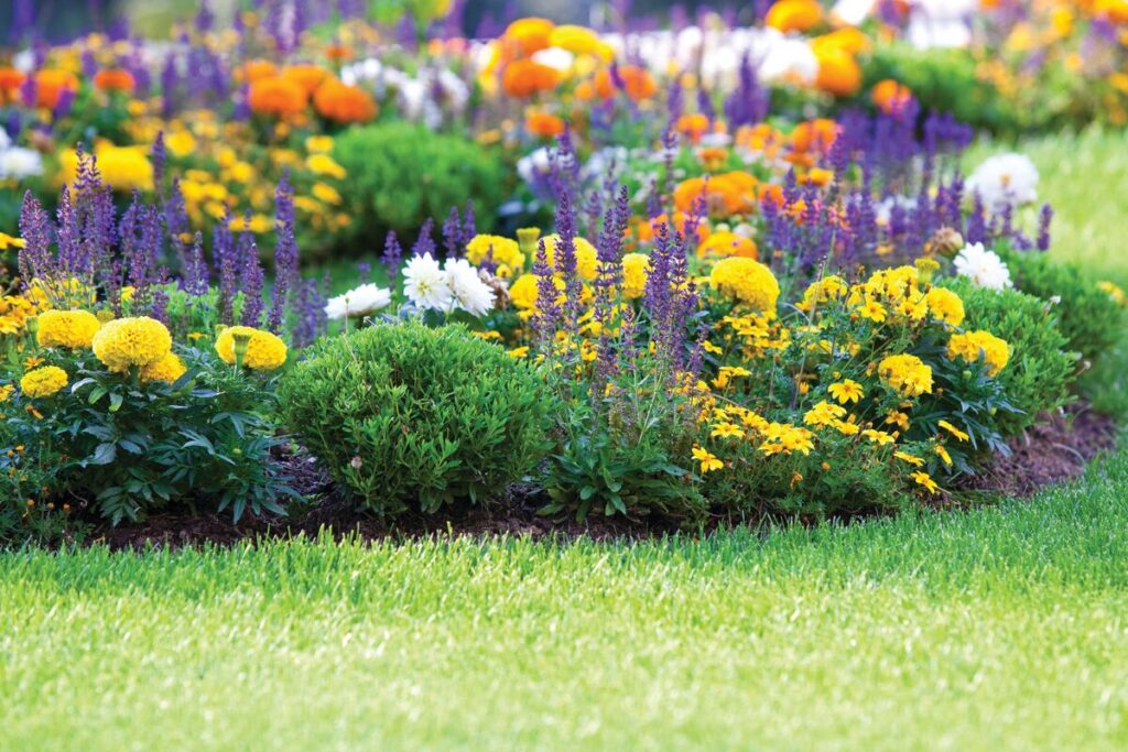 Flower Assortment FC FPO x